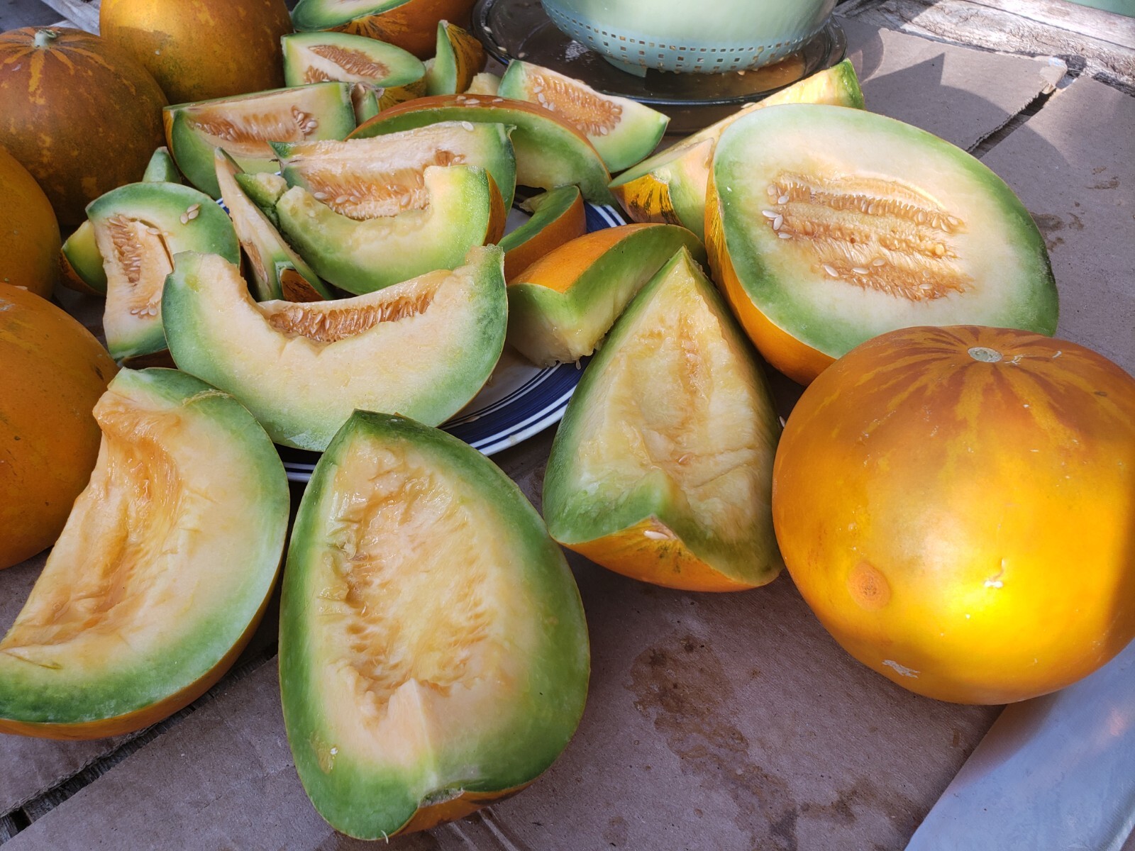 White Lion Green Orange Fleshed Melon Seeds! RARE Small Sweet Heirloom -Tracking