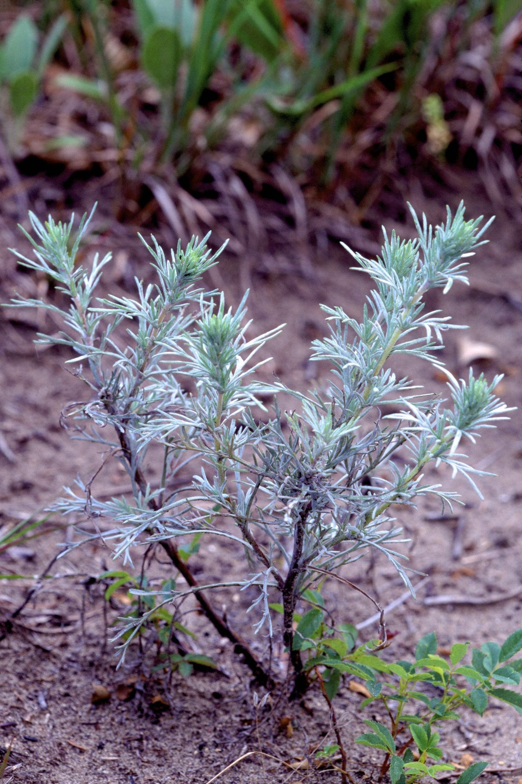500 BEACH WORMWOOD Artemisia Caudata Silvermound Red Sagewort Herb Flower Seeds