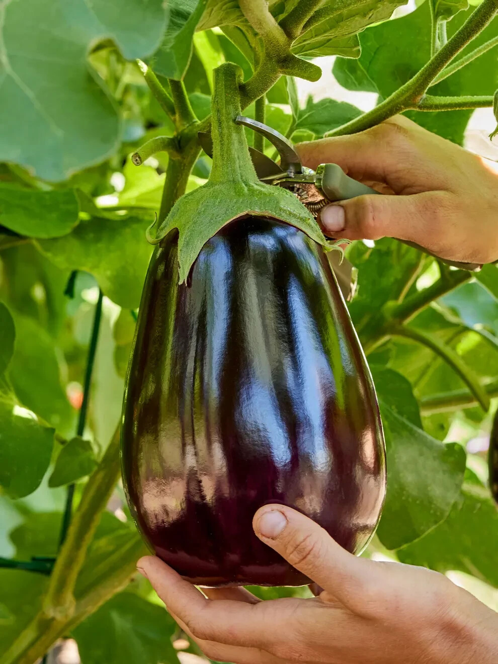 150 BLACK BEAUTY EGGPLANT SEEDS ~ heirloomseedguy ~ 2026 ~ NON-GMO