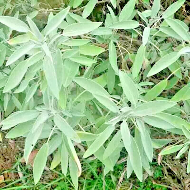 100+ SAGE SEEDS MOSQUITO REPELLENT HERB SPRING PERENNIAL HEIRLOOM DEER RESISTANT