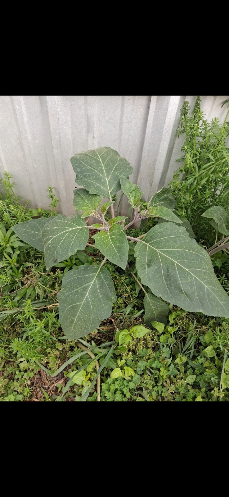 20 Seeds For Datura Plants – Big White Flowers – Night Blooms Moon, Trumpet
