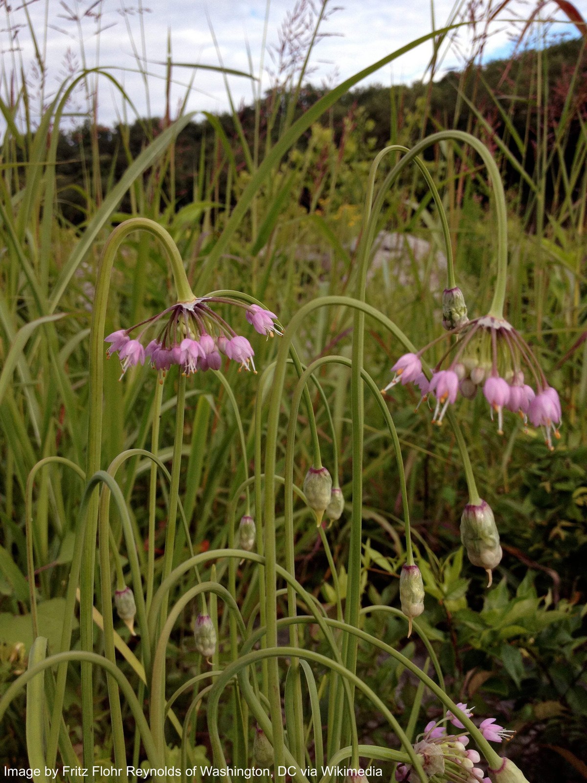 Onion, Nodding (Allium cernuum)