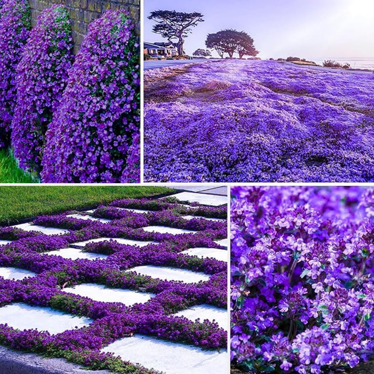 Thymus Serpyllum Purple Creeping Thyme. 2000 Seeds. Free Shipping!