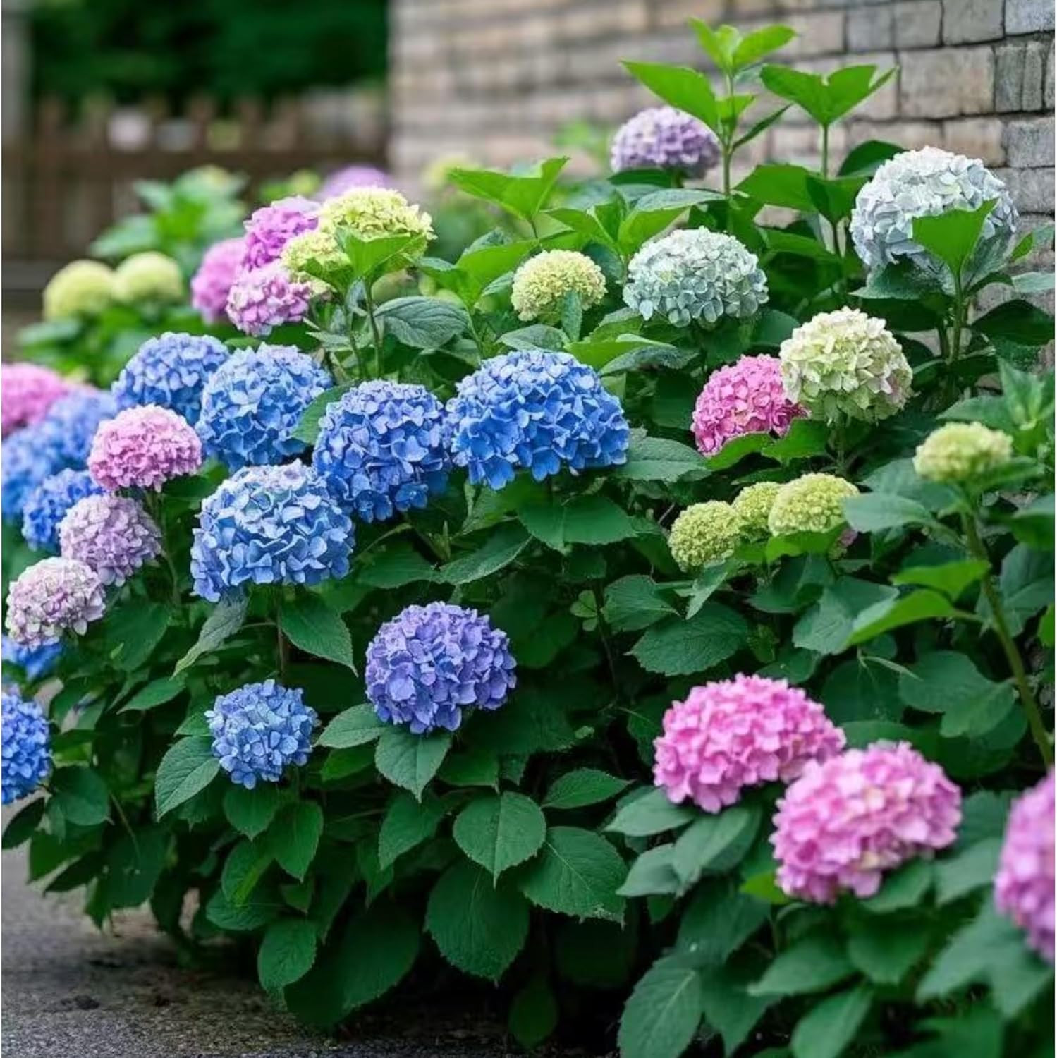 35 Mixed Hydrangea Seeds Blue Pink Purple – Perennial Garden Flower Bloom Mix
