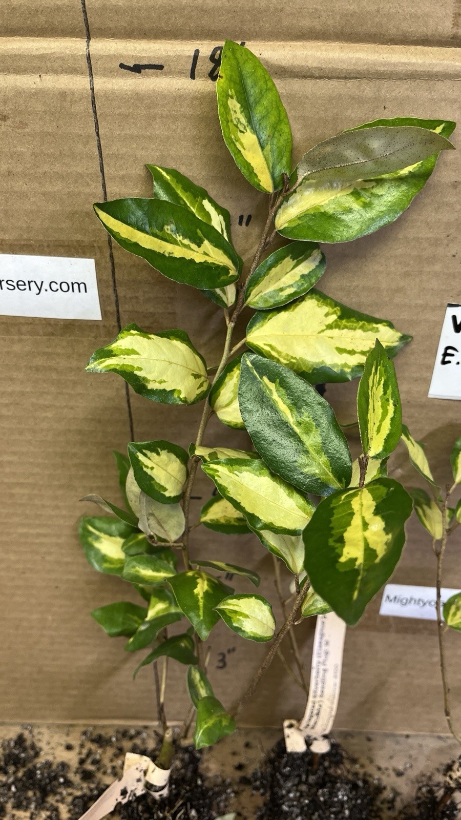 Variegated Silver berry E.P. “Maculata” 1 year old plant