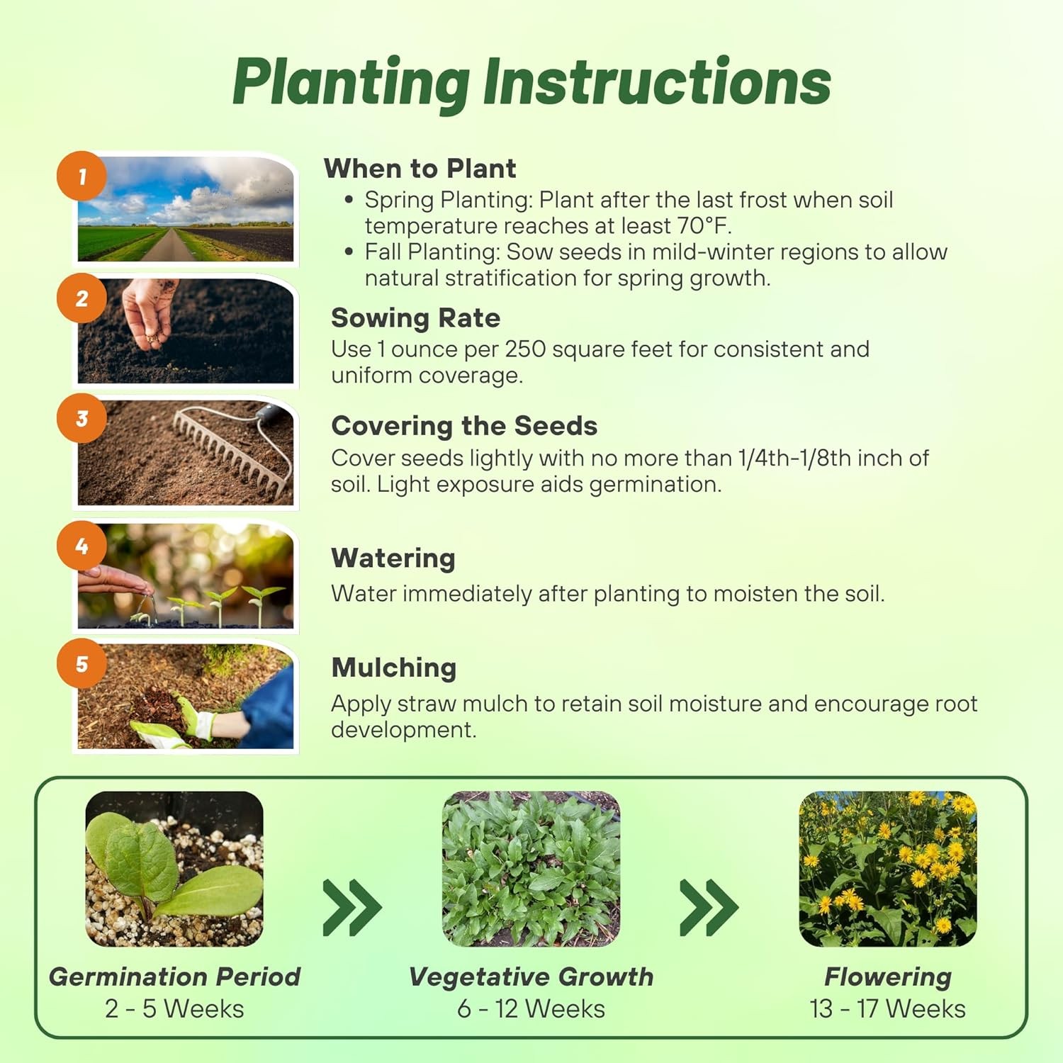 200 Seeds Silphium Seed – Cup Plant Flower Seeds