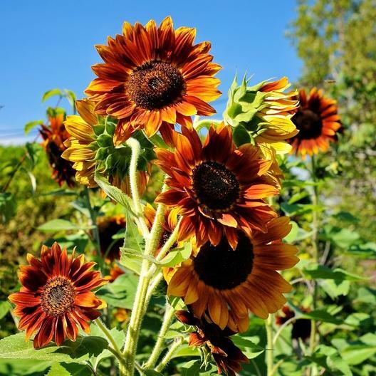 Sunflower SUNNY Mix Landscaper’s Pack Bulk Non-GMO Hummingbirds 250 Seeds!