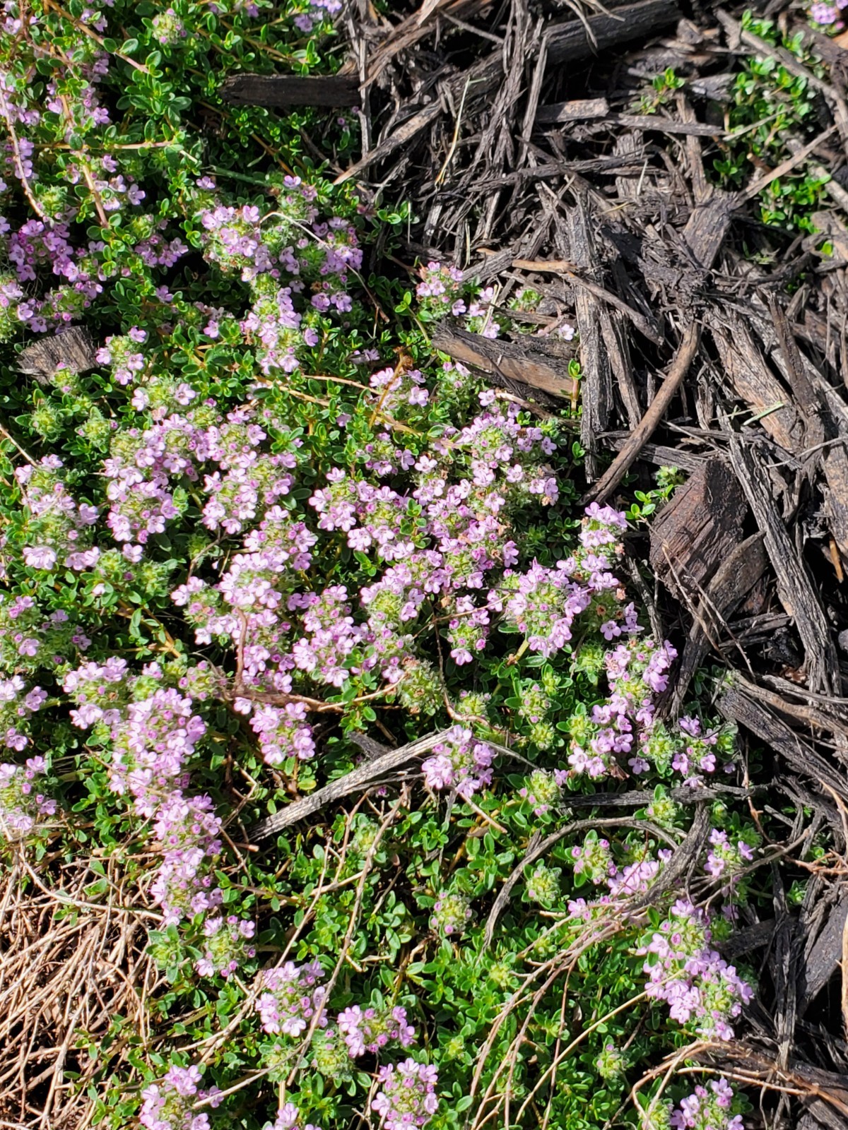 Depression: Self-help collectible gift card with Thyme seeds attached as a gift