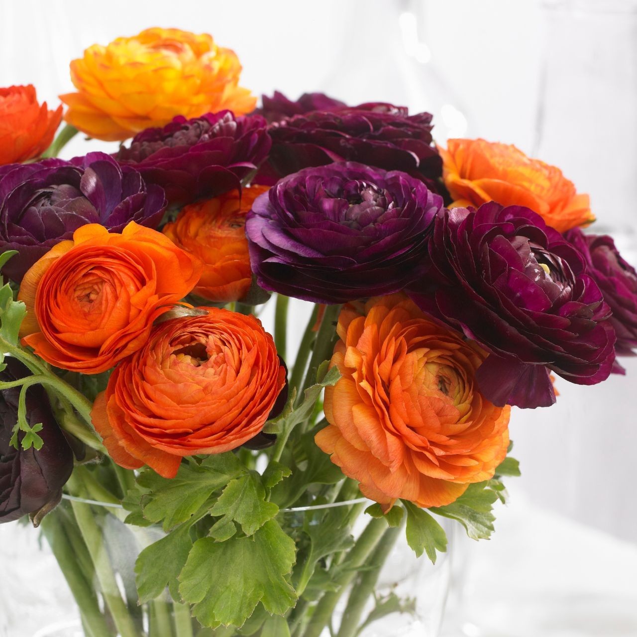 Ranunculus Flower Bulbs 25 Mix Colors Corms Peony Rose Buttercup Spring Flowers