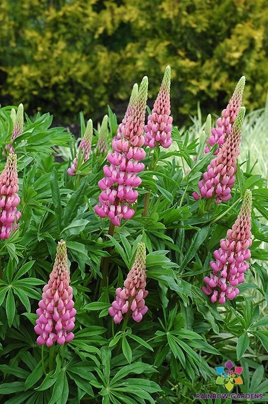 25+ Russell Pink Lupine Seeds for Garden Planting – USA – FREE SHIPPING!