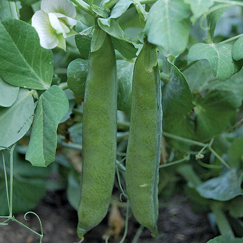 300 Green Arrow Pea Seeds – Bulk Heirloom Seeds – High Yield 2