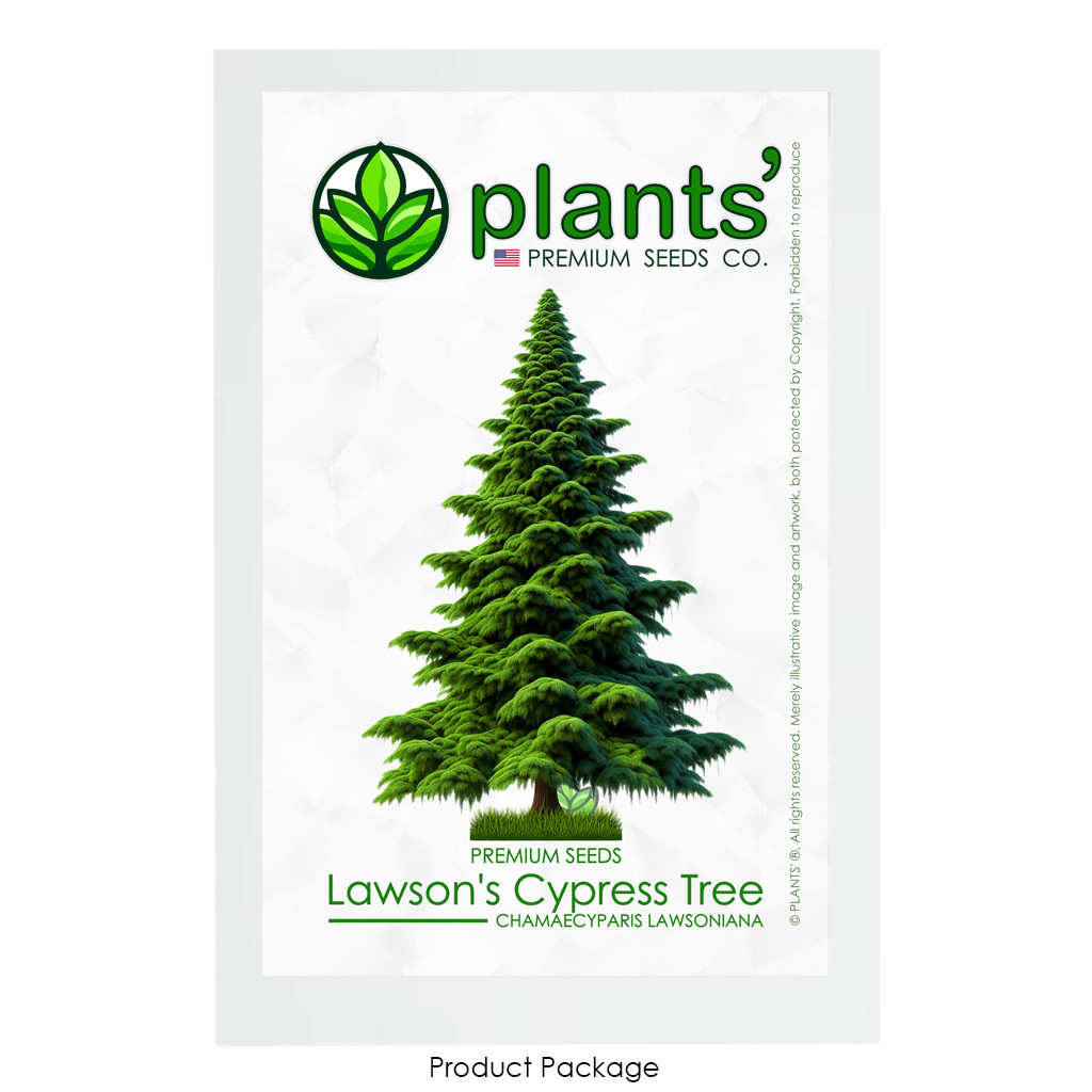 Lawson’s Cypress Tree | Premium Seeds | Chamaecyparis lawsoniana | Plants’®