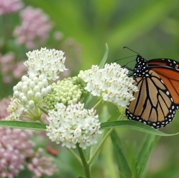 Set 2 White Milkweed Starter Plants – 4-8″ Tall – Monarch Butterfly Attracting