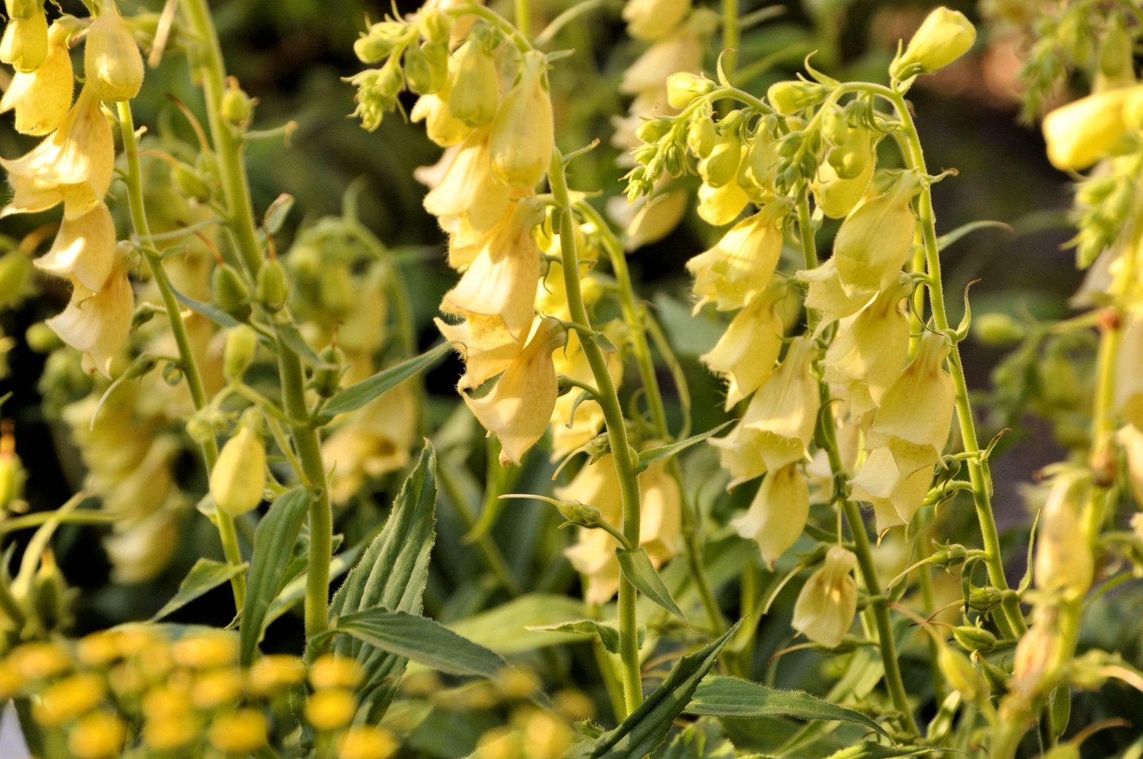 100 YELLOW FOXGLOVE Digitalis Grandiflora Sun or Shade Pollinator Flower Seeds