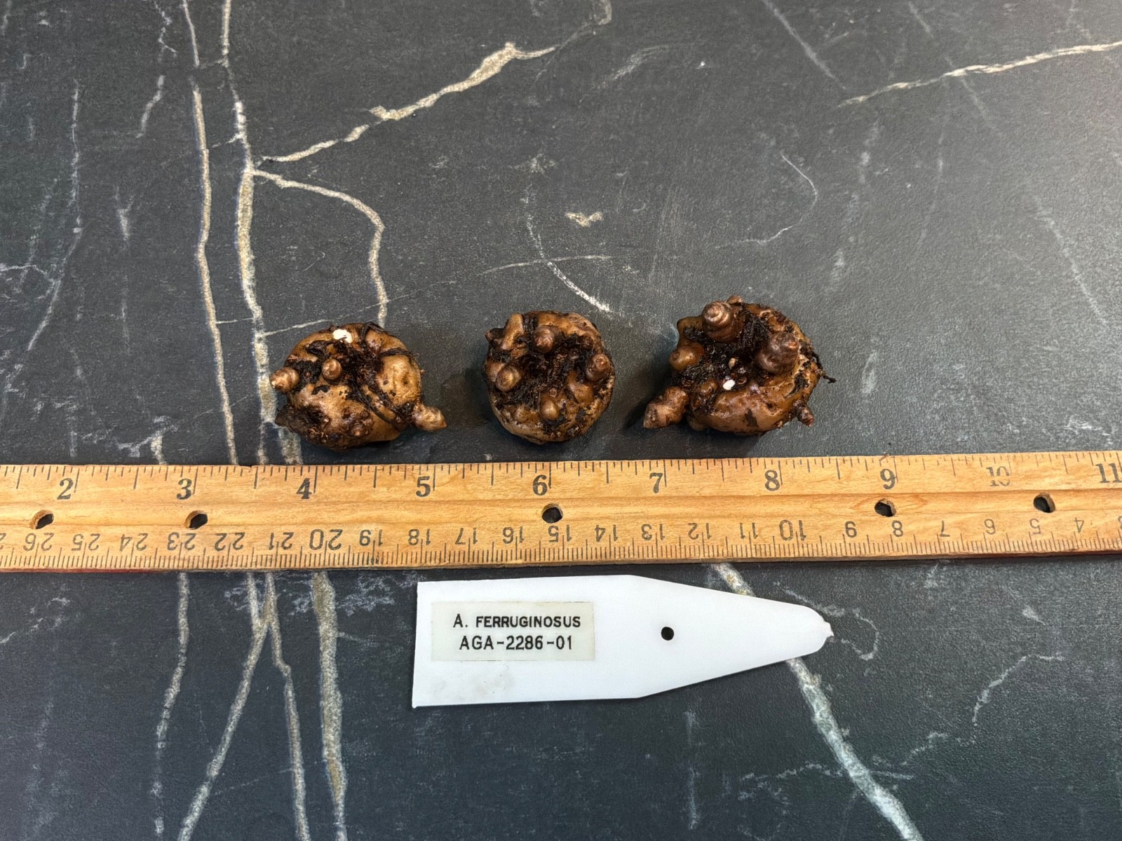 Amorphophallus ferruginosus AGA 1YO Rusty Tuber Tropical Rare Plant Aroid Bulb
