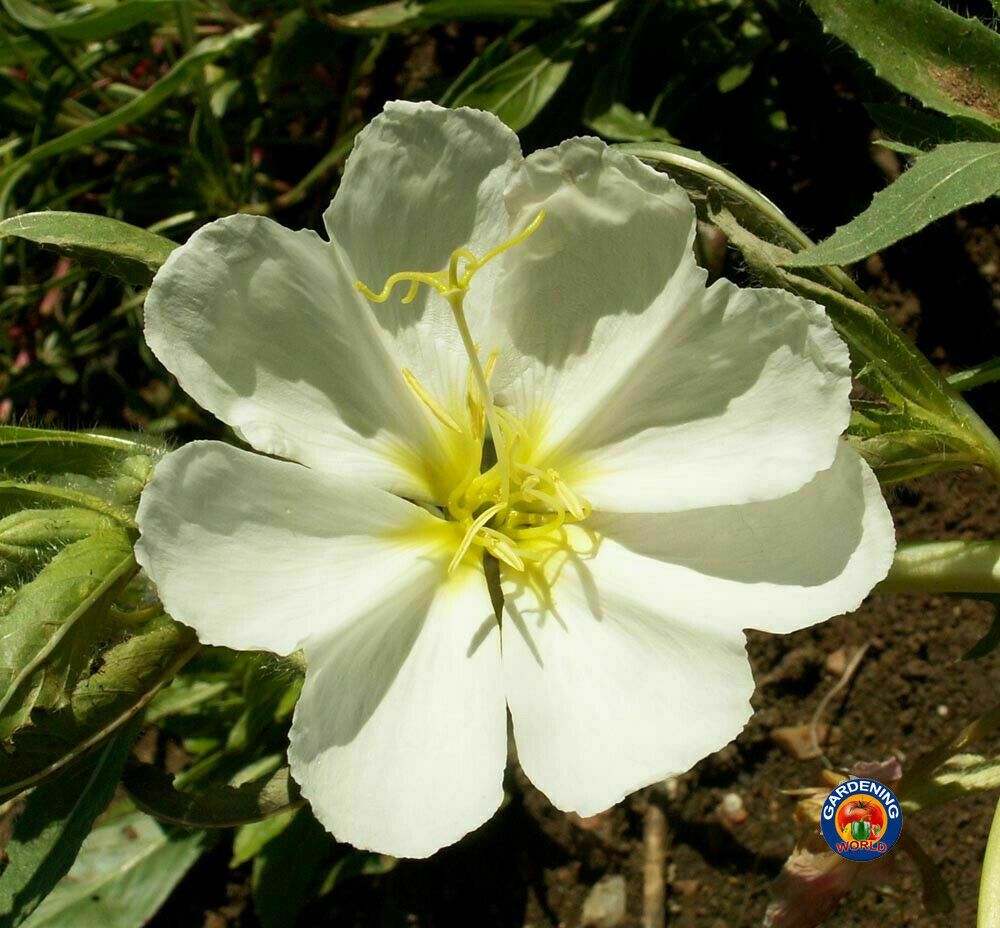 1oz White Evening Primrose Flower Seeds Oenothera pallida (40,000 Seeds)