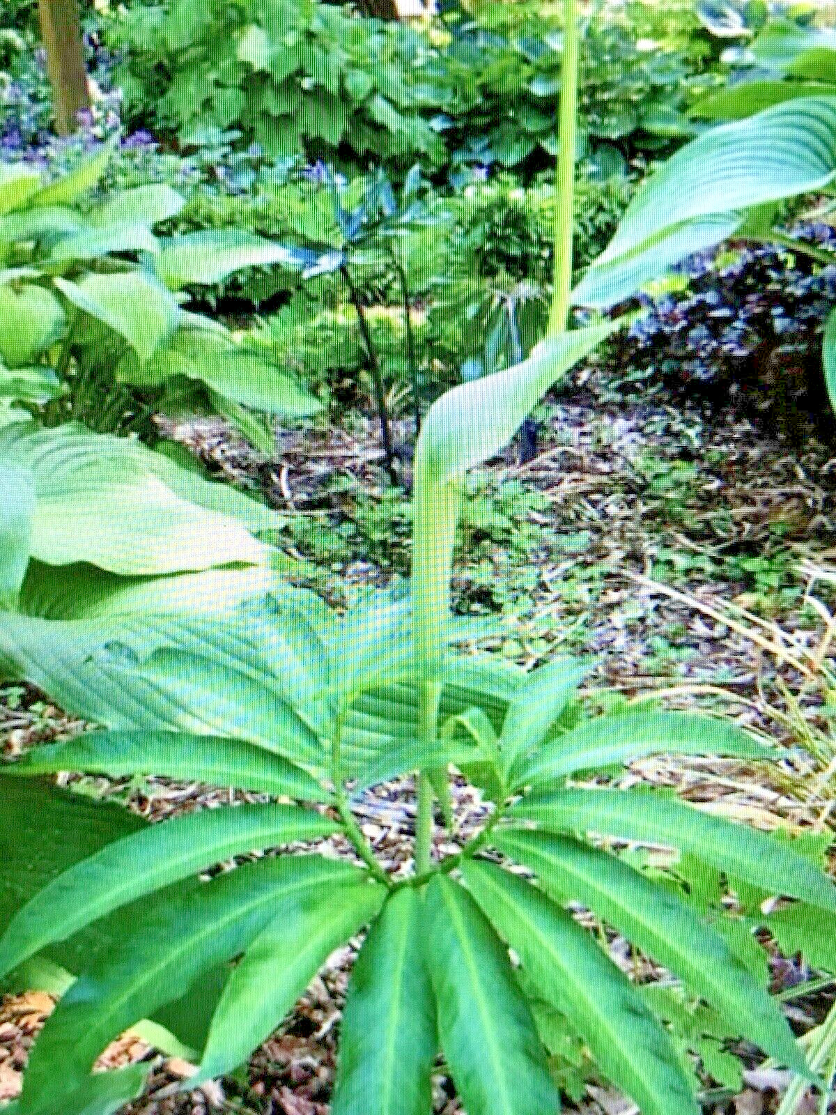 25 ARISAEMA HETEROPHYLLUM Seeds -Dancing Crane Cobra Lily