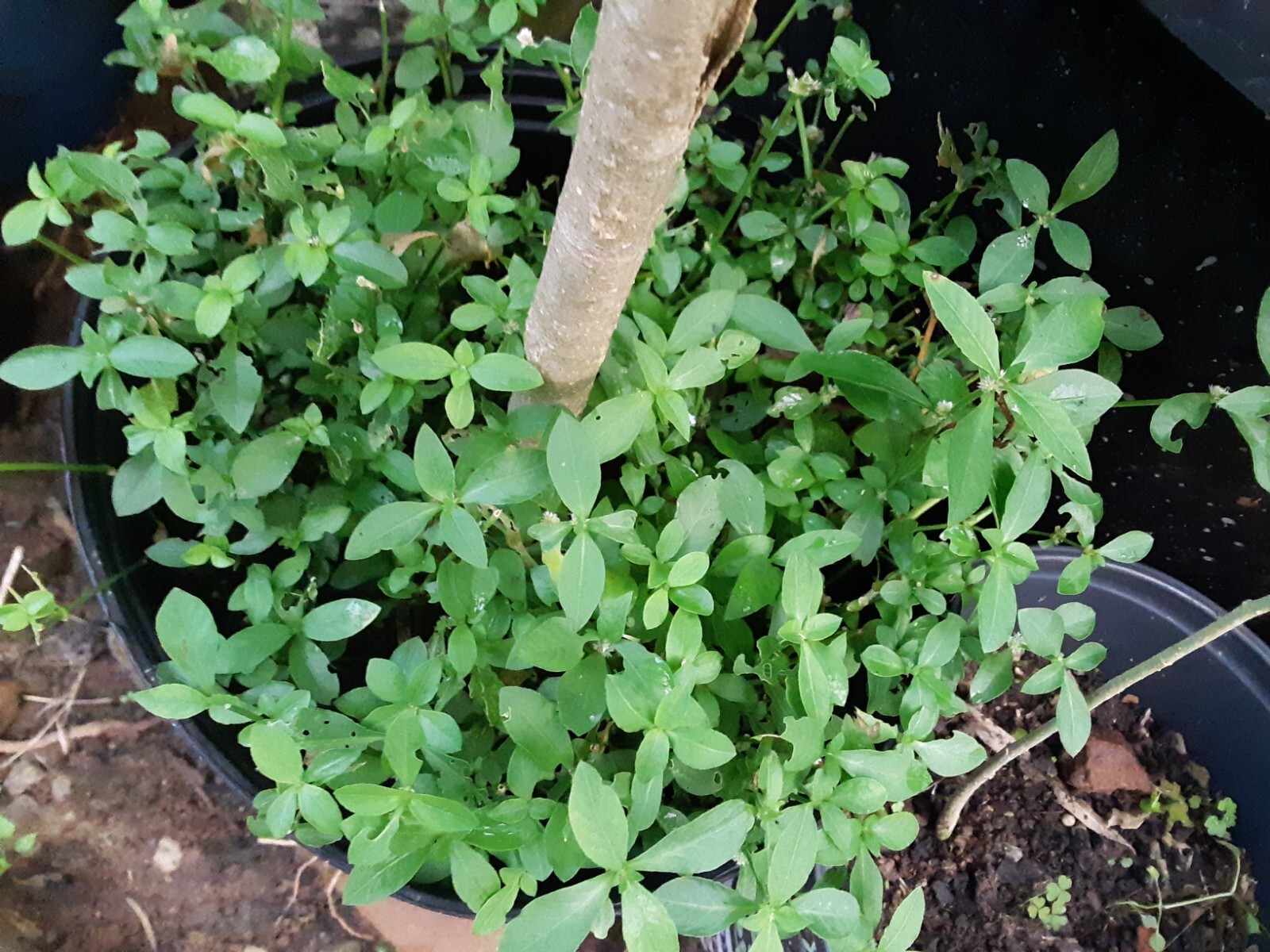 200+Sessile Joyweed/Ponnanganni/Mukunuwenna/Dwarf Copperleaf/Alternanthera Seeds