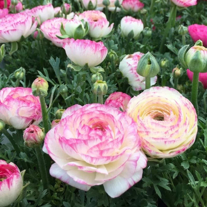 Ranunculus Flower Bulbs 16 Pink Picotee Corms Peony Rose Garden Wedding Bouquet