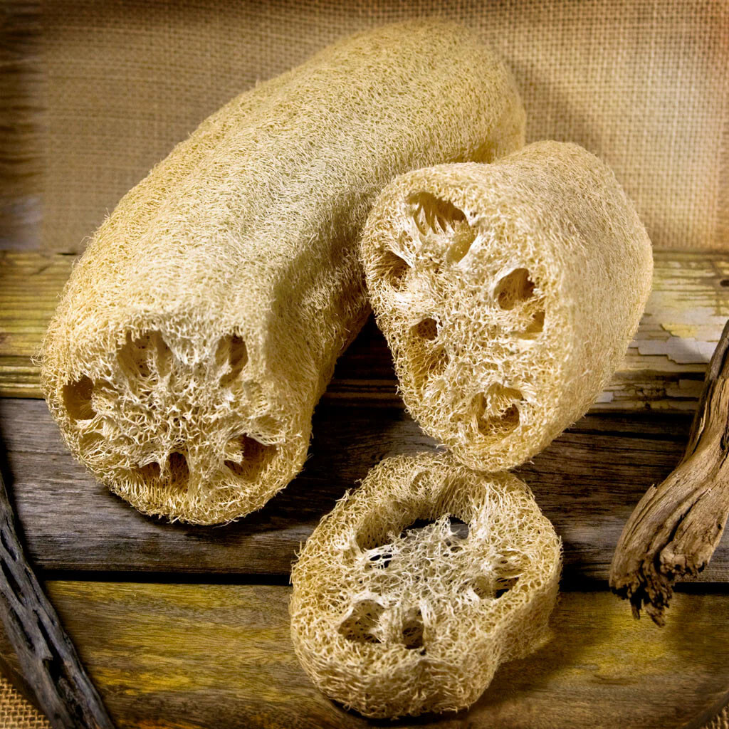 Luffa Sponge Gourd Seeds (20) / Vegetable Sponge, Dishcloth Gourd / FL GROWN
