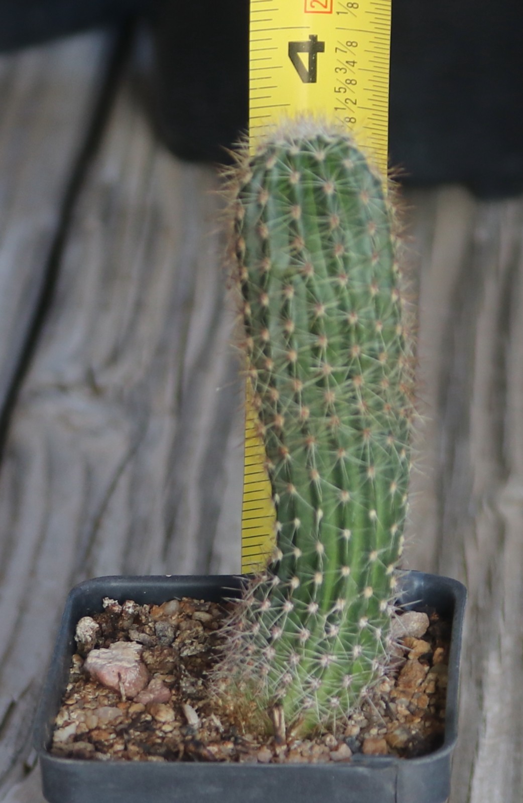 Echinopsis hybrid ‘Sterntaler’