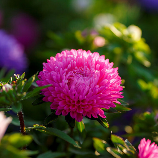 Aster DWARF COLOUR CARPET Mix Low Grow Dwarf Double Compact Non-GMO 200 Seeds