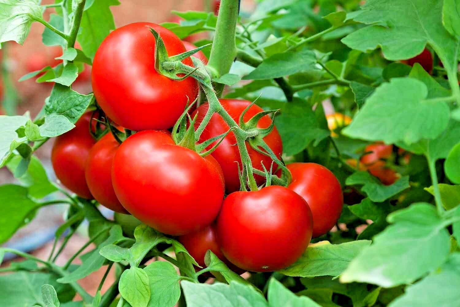 25+Patio BUSH TOMATO Seeds Organic Compact 36″ Plant Vegetable Garden Container