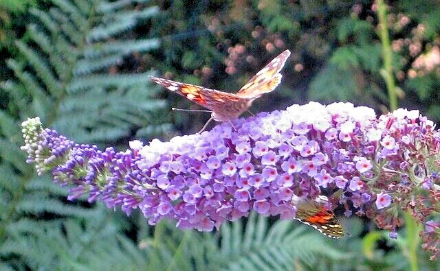 BUTTERFLY BUSH LAVENDER, 2000 SEEDS, BUDLEJA DAVIDII, beautifully scented bulk
