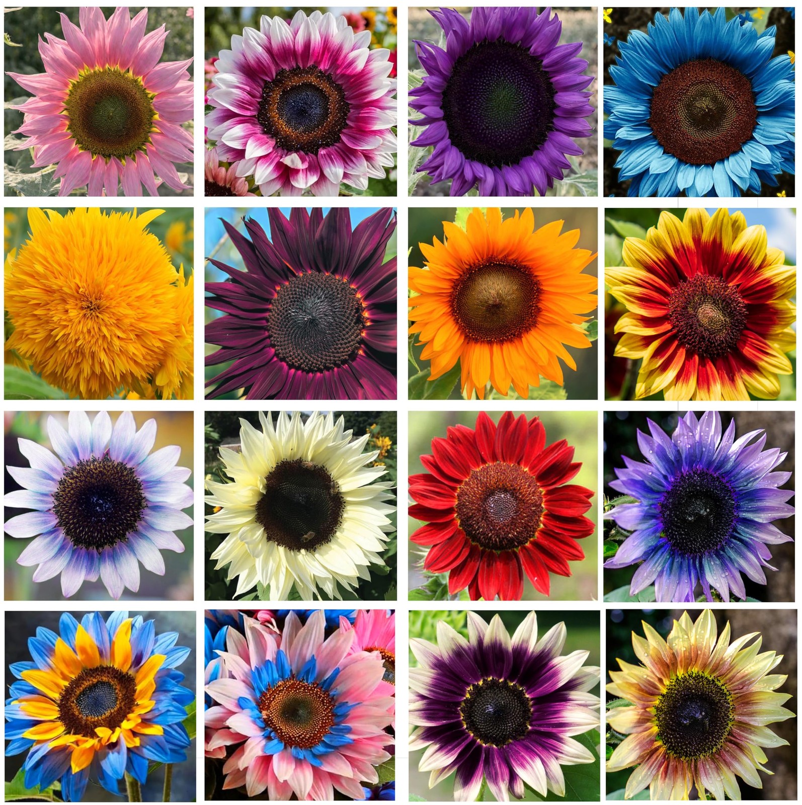 Giant Sunflower Seeds Mix (200+ Seeds) – Red, Purple, Pink Heirloom Varieties…