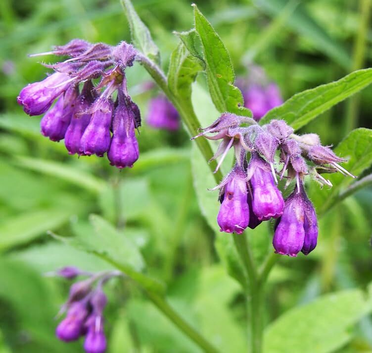 80 Symphytum Officinale Comfrey Seeds – Non-GMO Heirloom Fresh Garden Seeds