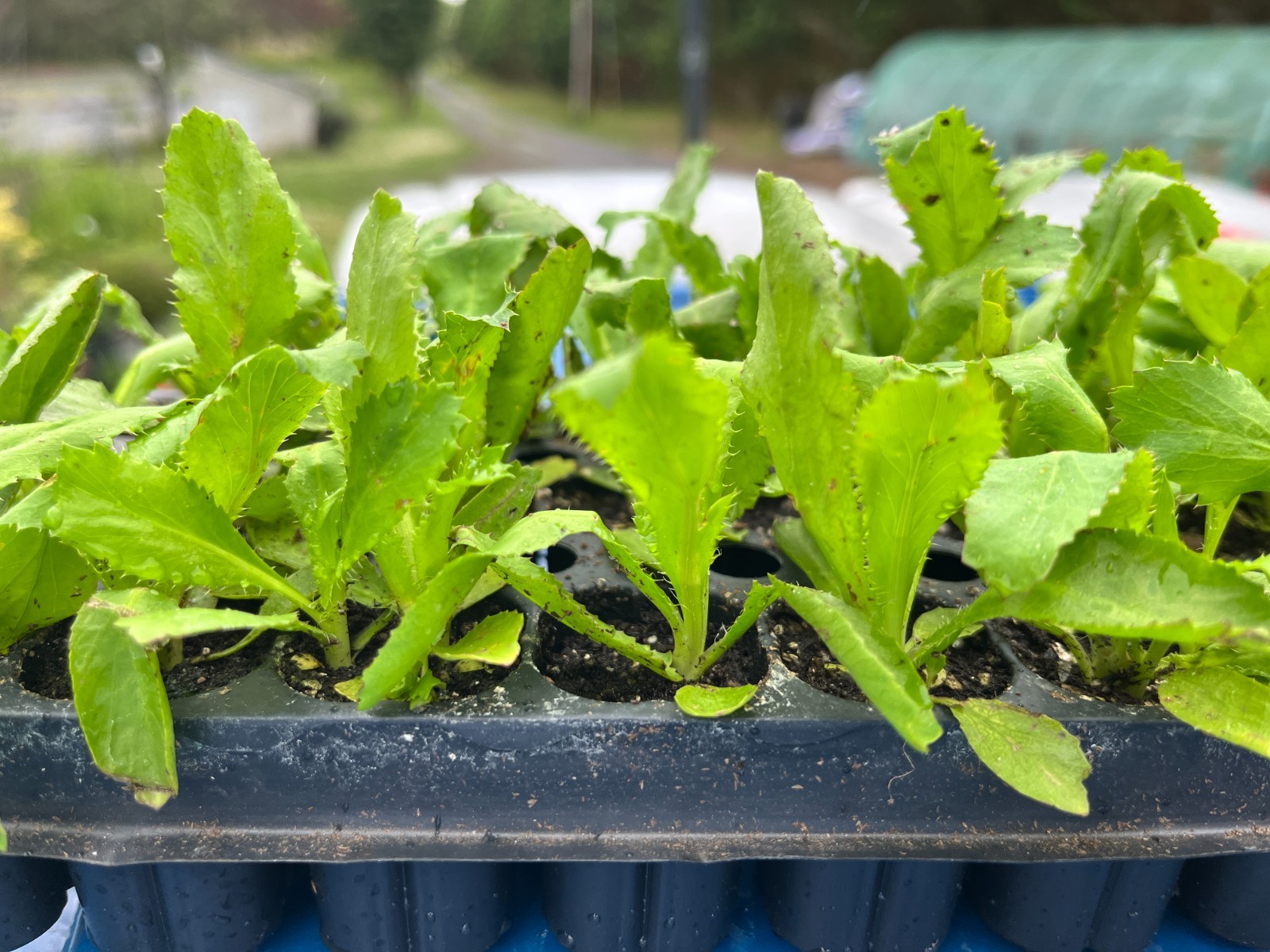 Culantro Herb Starter Live Plant Ready to Grow