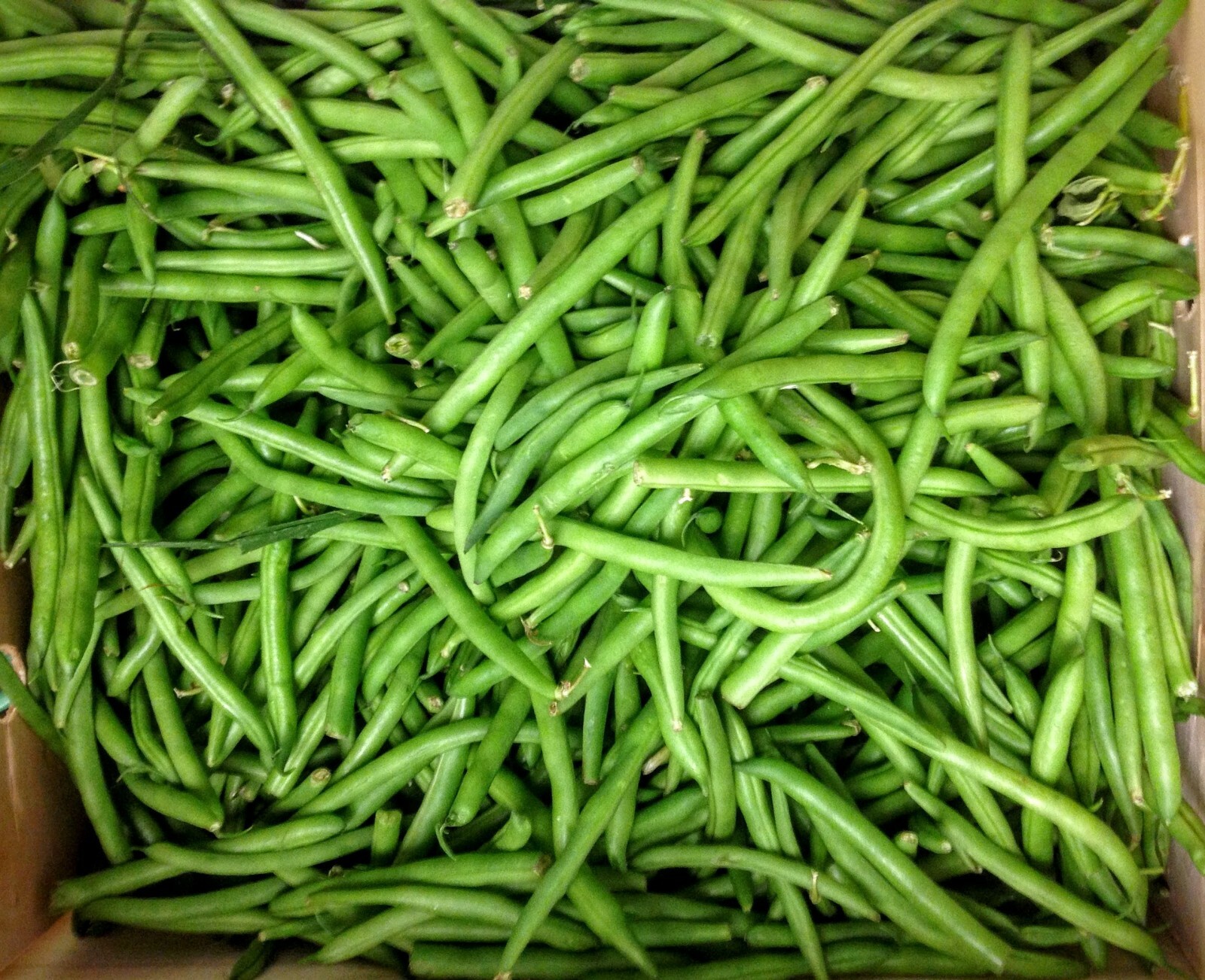 Green Bean Seeds: Tendergreen Imp. Green Bean Seeds Fresh Seed FREE Ship