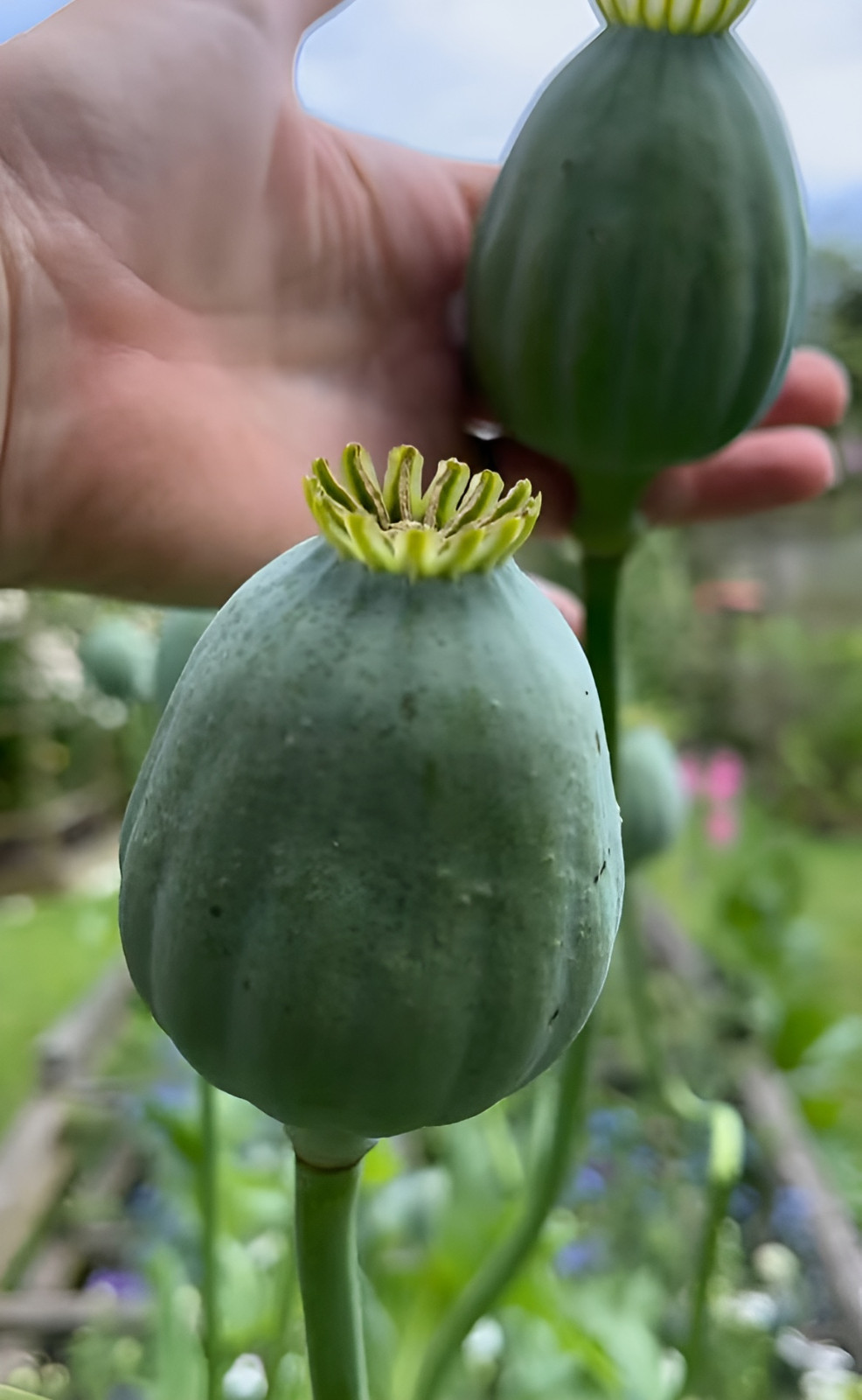500 Giant Rattle Poppy Seeds – P. Somniferum Stunning Giant Flowers & Seed Heads