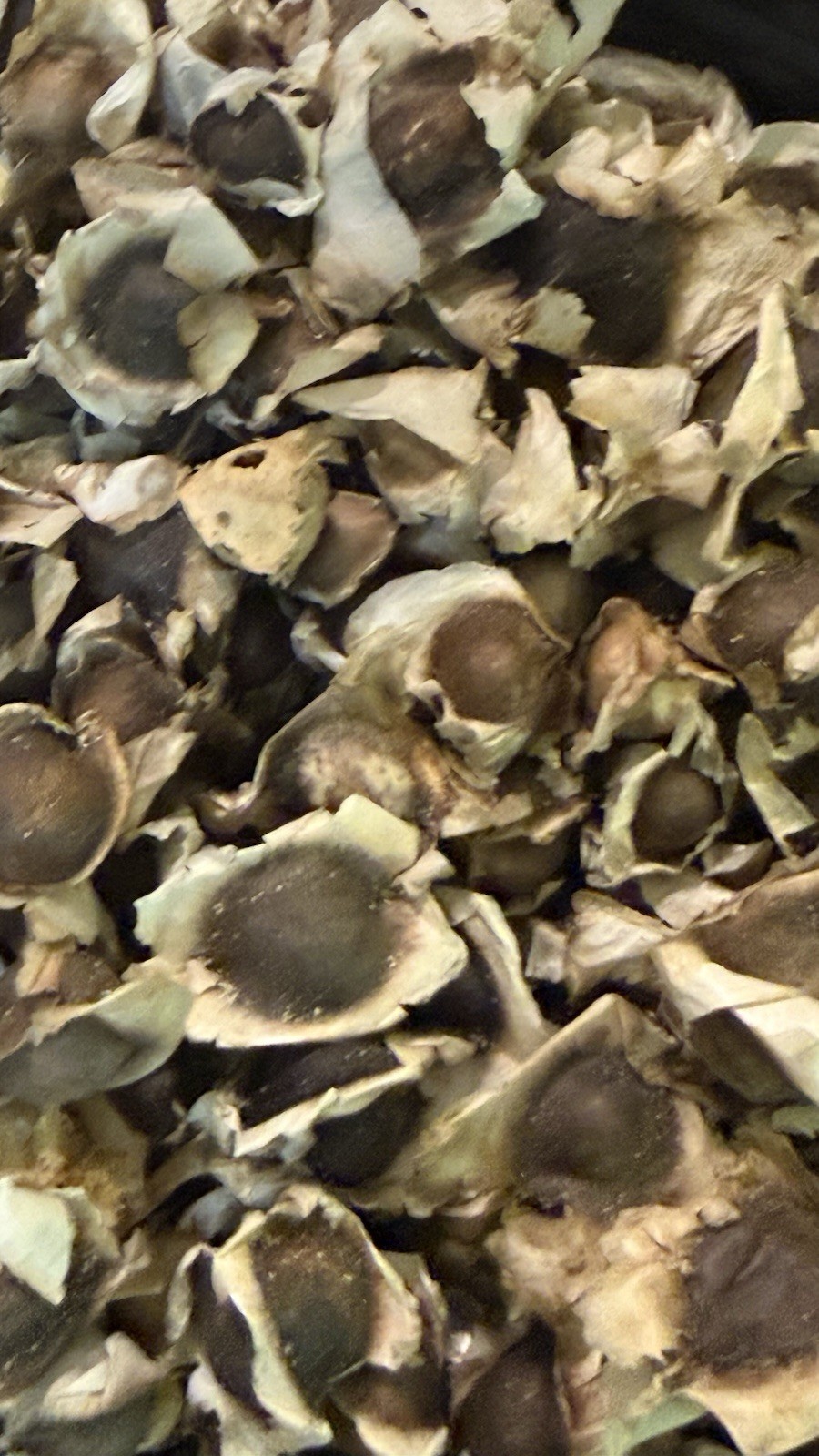Moringa PKM1 Seeds USDA Certified | Nicaragua Sourced | 1 Pound 1lb