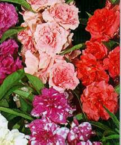40+ HEIRLOOM BALSAM FLOWER SEEDS MIX / PERENNIAL