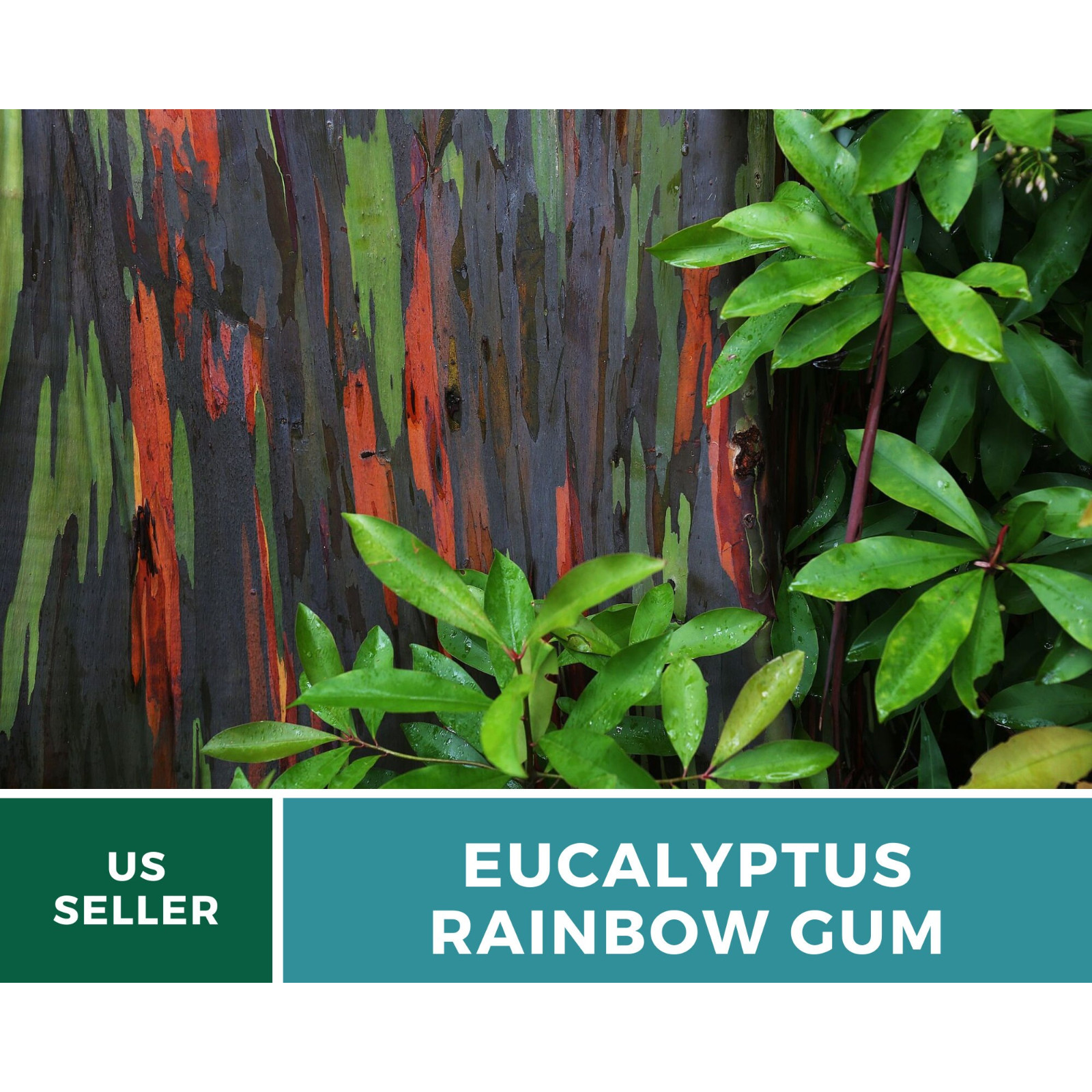 Eucalyptus, Rainbow Gum Tree seeds (Eucalyptus deglupta)