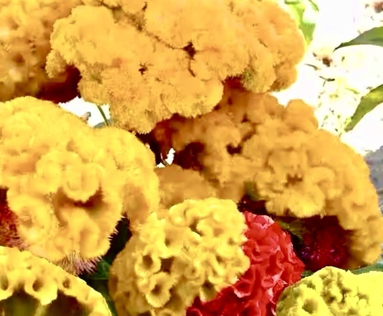 600 Celosia CRISTATA Mix COCKSCOMB Heirloom Cut & Dried Flower Seeds No Track