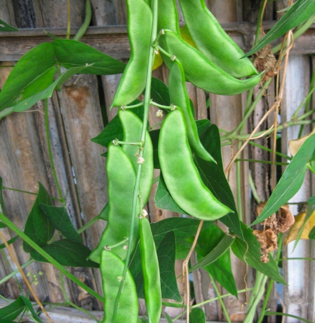 “Jackson Wonder” Lima Bean Seeds (20ct), Free shipping