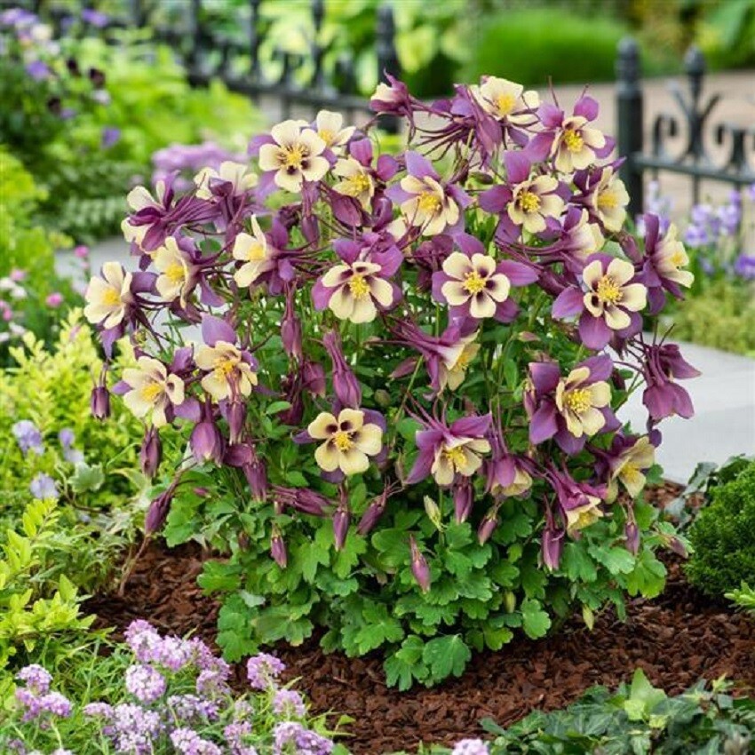 Aquilegia Seeds 25 Earlybird Purple And Yellow Columbine Seeds Perennial Seeds