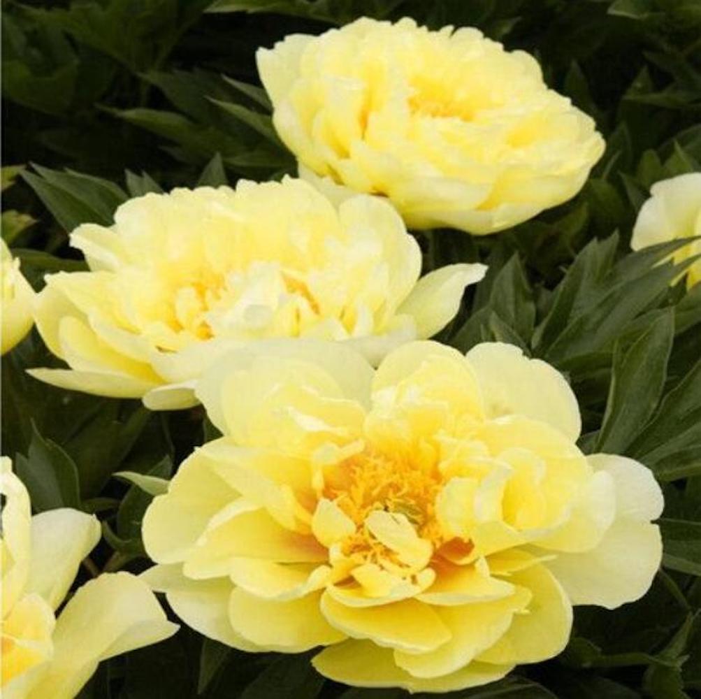 20 PEONIES FLOWER SEEDS rare exotic blossom bloom house plant garden germination