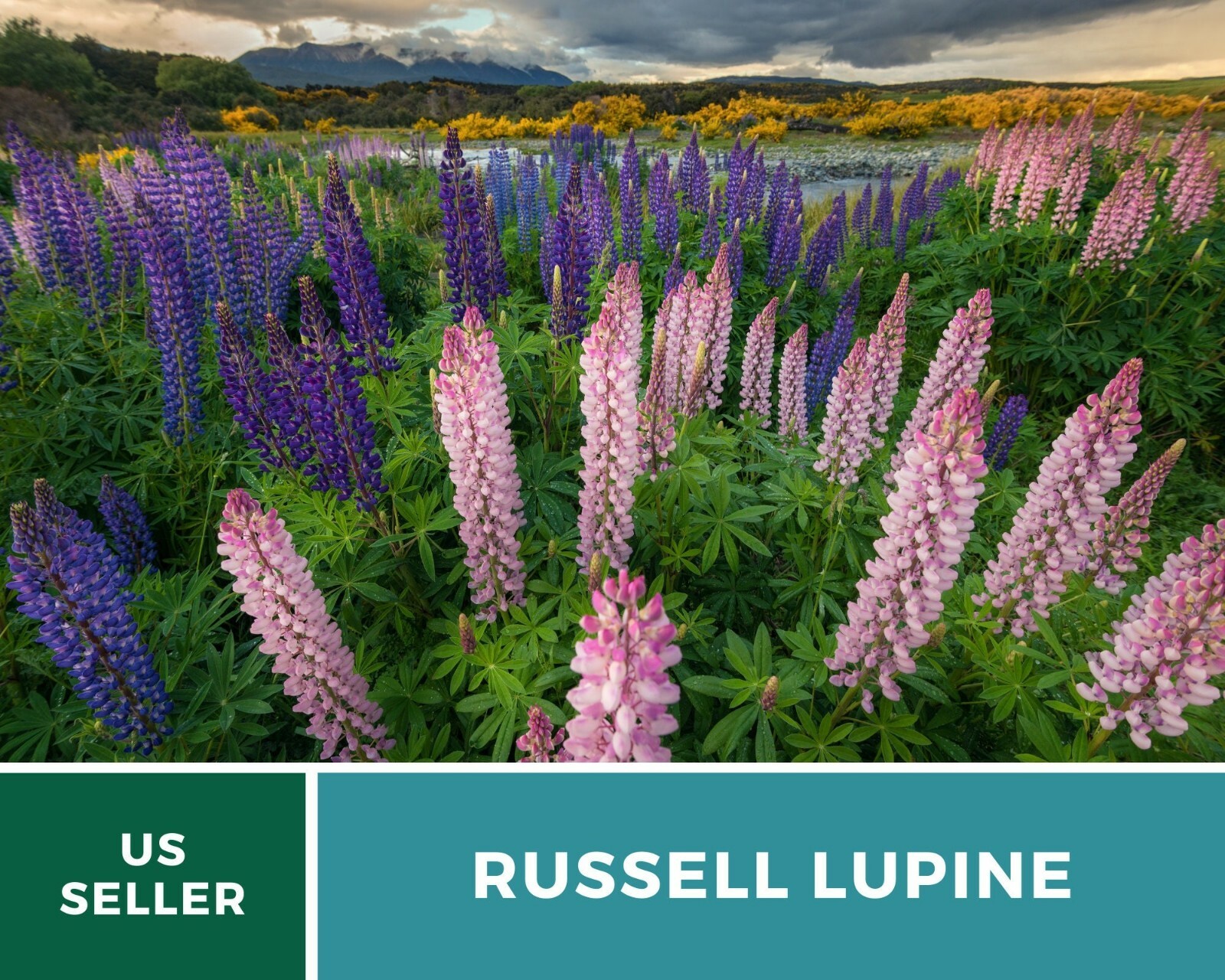 Lupine, Russell – 50 Seeds – Pollinator & Hummingbird Friendly – Sow in Fall or