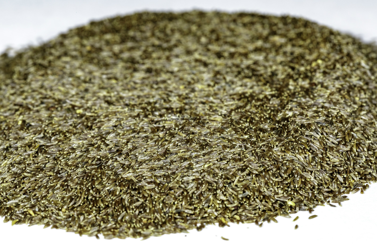 Mugwort Seeds – Artemisia vulgaris – Common Wormwood