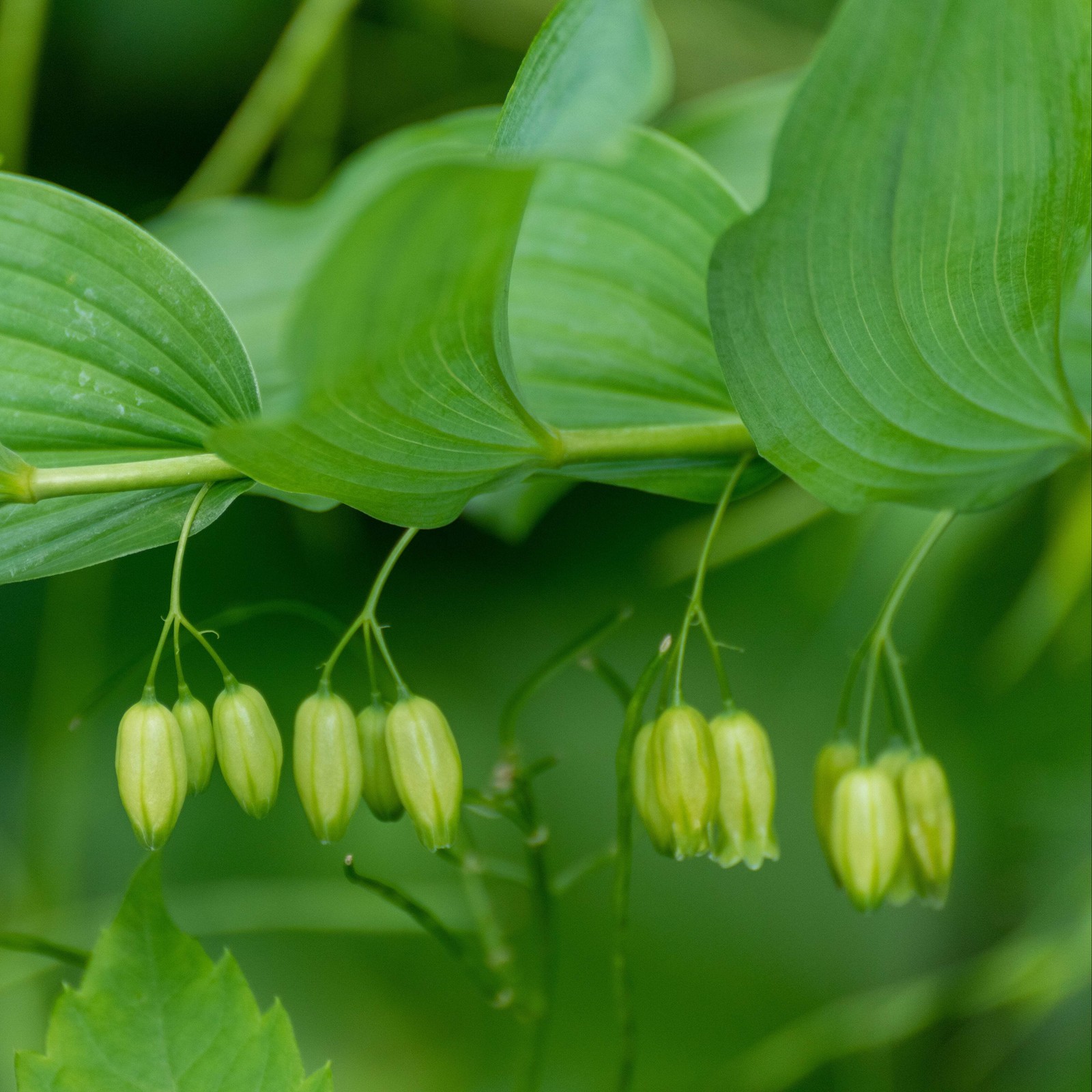 Solomon’s Seal Seed (Polygonatum biflorum) ~Traditional Herb Woodland Wildflower