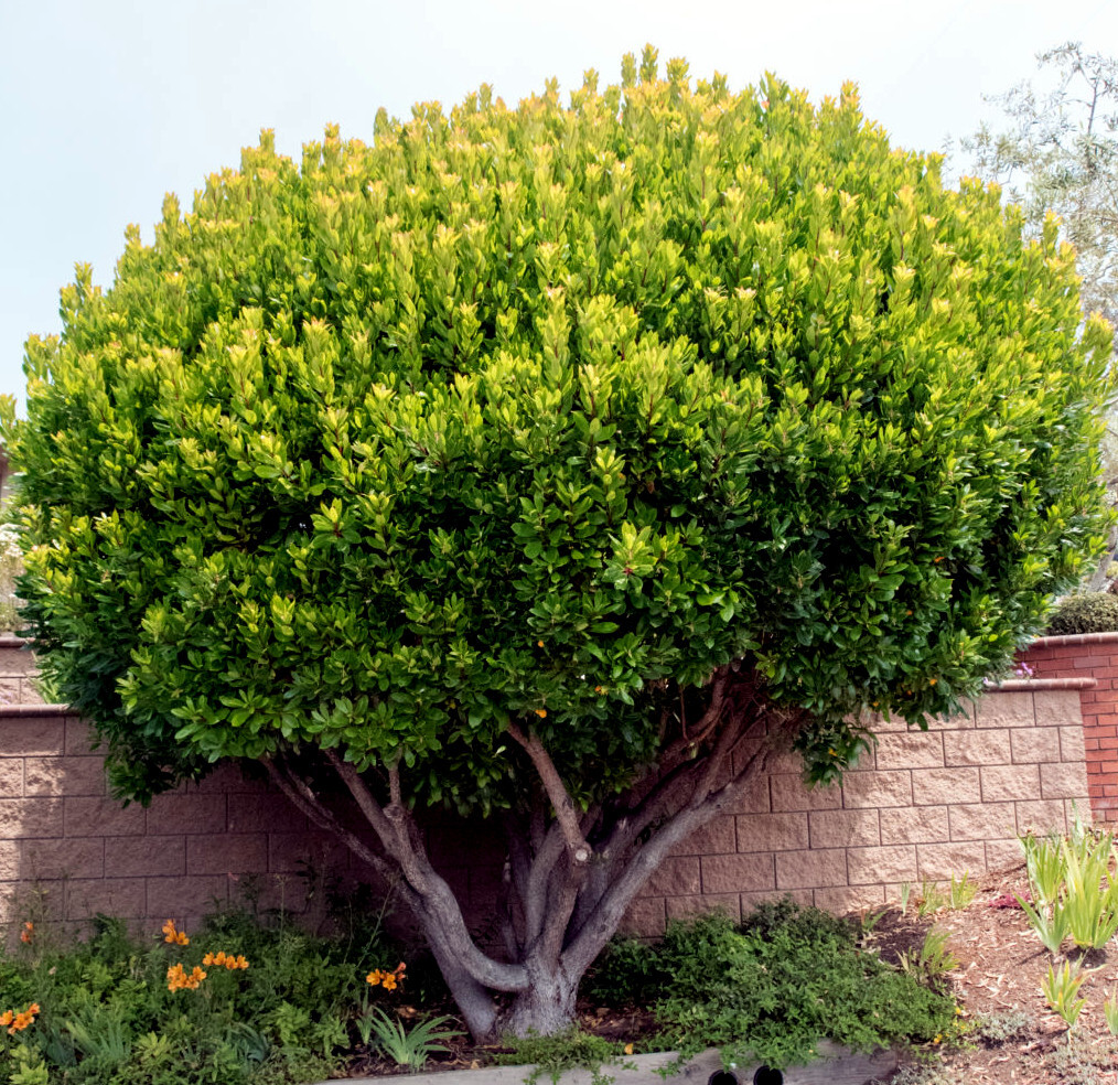 STRAWBERRY TREE SEEDS Arbutus Unedo Garden Fruit Plant Irish Killarney RARE!
