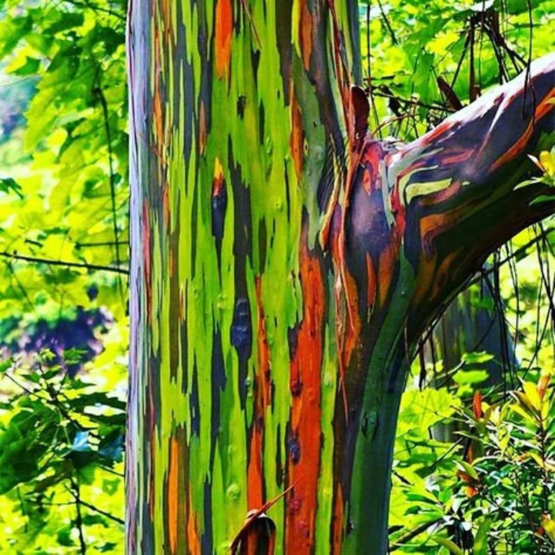 50 Rainbow Eucalyptus deglupta Tree Seeds Fast Tropical Indonesian Mindanao Gum