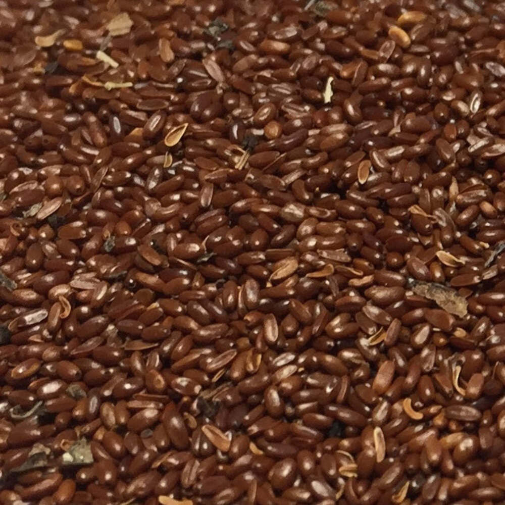 Codonopsis Seeds (Codonopsis pilosula) ~Traditional Herb Perennial Garden
