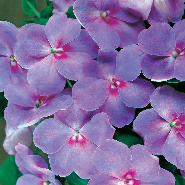 25+ IMPATIENS FLOWER SEEDS / ACCENT BLUE LAVENDER / HARDY, SHADE ANNUAL