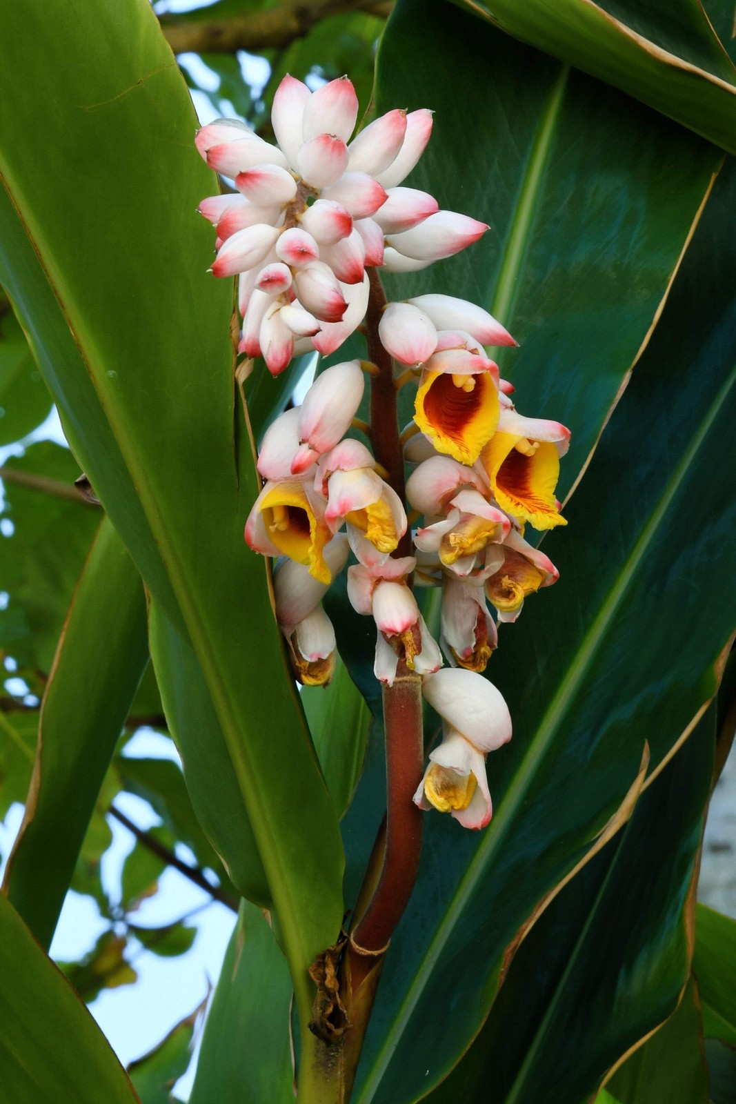 5 KAT GINGER Pink & Yellow Shell Alpinia Katsumadai Hayata Flower Herb Seeds