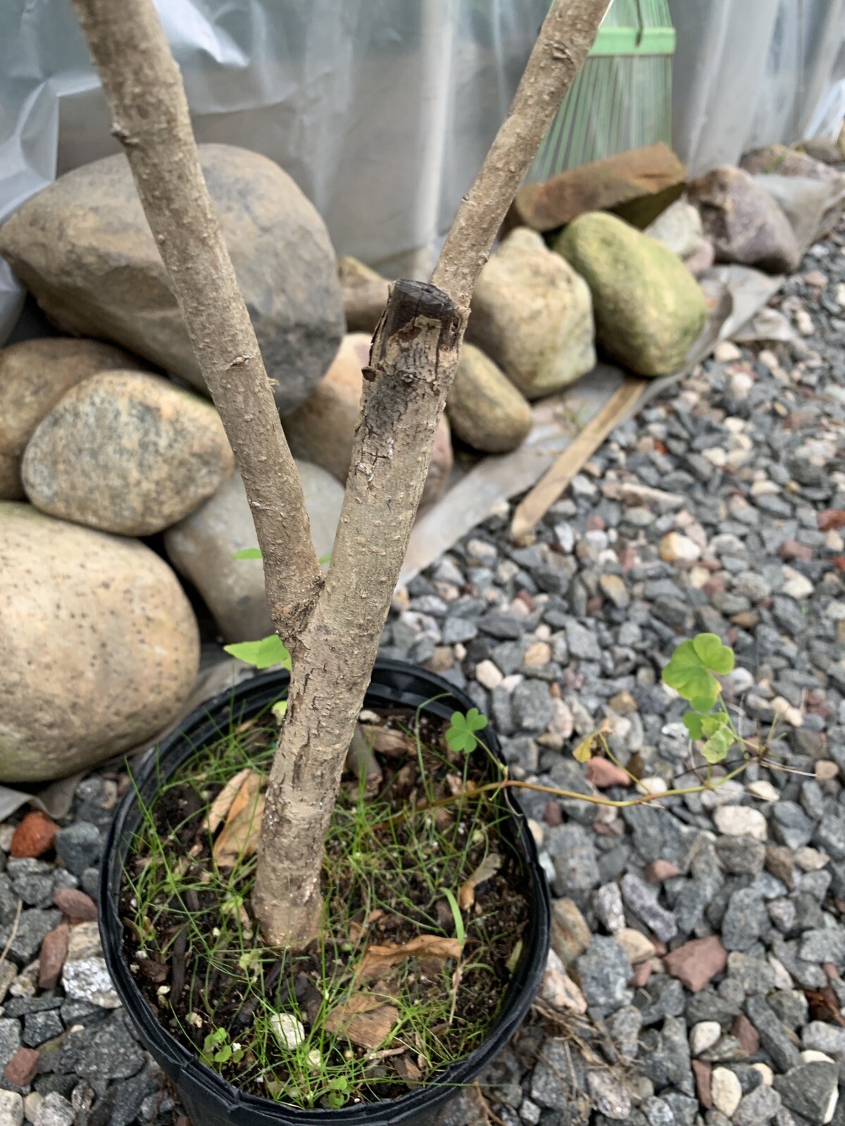 Purple Lilac 3-4 year old plant, Syringa vulgaris (Common Lilac), Bare root