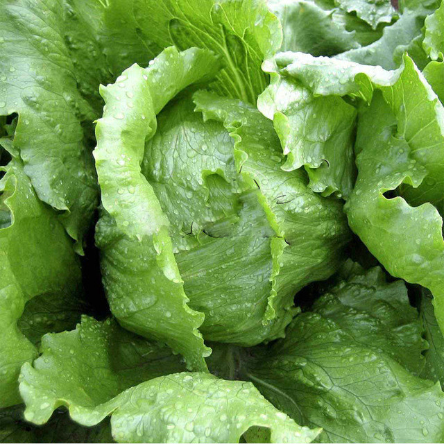 Iceberg Lettuce Seeds 600+ Crisphead Vegetable Garden NON-GMO USA FREE SHIPPING